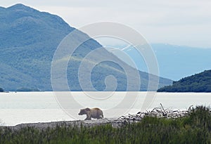 Brown bear walking on the shore of Naknek Lake