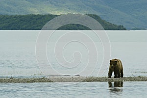 Brown bear walking on the shore of Naknek Lake