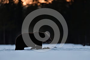 Brown bear walking on snow