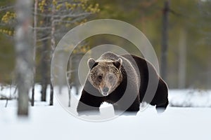 Brown bear walking on snow