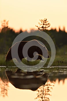 Brown bear walking at sunset