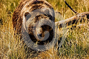 Brown bear walking through a tall grass field.