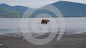 Brown bear walking tidal flats