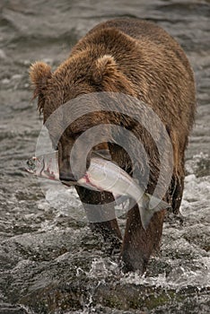 Brown bear walks with salmon in mouth