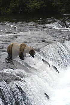 Brown bear watching fish jump