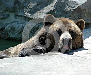 Marrón un oso en el agua 