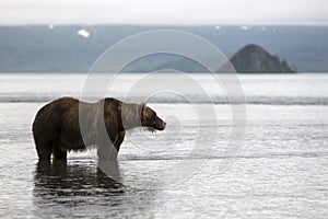 Brown bear is in the water