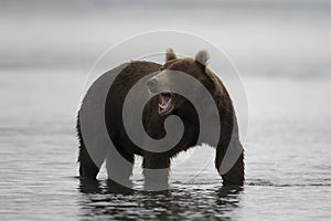 Brown bear is in the water