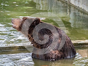 Brown bear in water