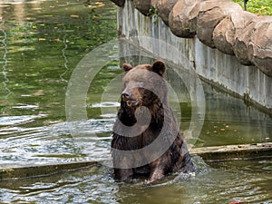 Brown bear in water