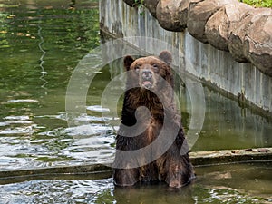 Brown bear in water