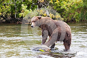 Brown bear in the water at Brooks Falls