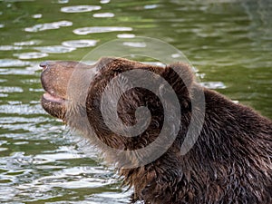 Brown bear in water close up