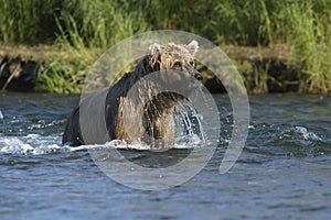 Brown bear with water dripping