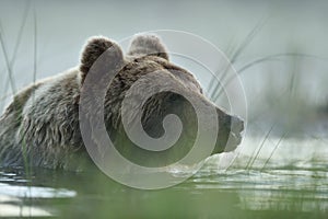 Brown bear in the water early in the morning