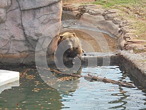 Brown bear in water