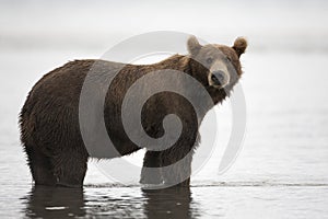 Brown bear is in the water