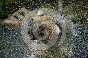 Brown bear and water spray