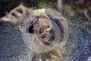 Brown bear and water spray