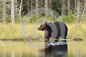 Brown bear in a water at summer evening