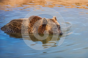 Brown bear in the water