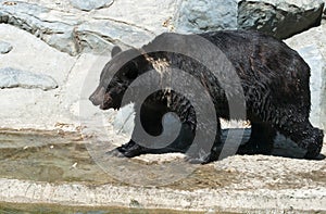 Brown bear by the water