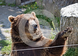 The brown bear waves a paw