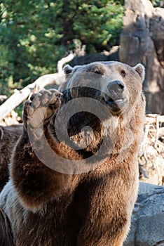 Brown bear waving with his claw