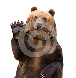 The brown bear welcomes (Ursus arctos).