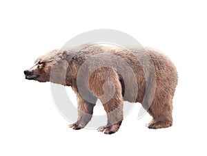 Brown bear on white background