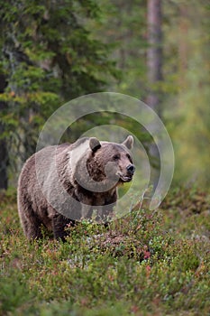 Brown bear with white-collar