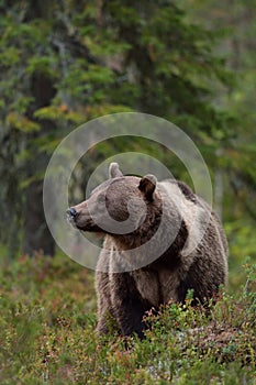 Brown bear with white-collar