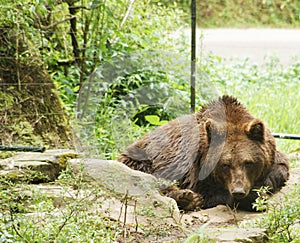 A brown bear who is always aware of its surroundings even though he seems to be sleeping