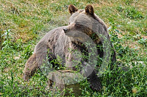 Brown bear in the wild - bear sitting on a log - urs brun