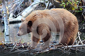 Brown Bear in the Wild in Tahoe