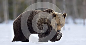 Brown bear in winter forest.