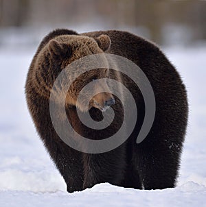 Brown bear in winter forest.
