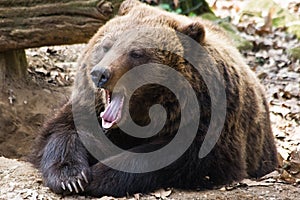 Brown bear yawning