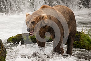 Brown bear yawns beside green mossy rock