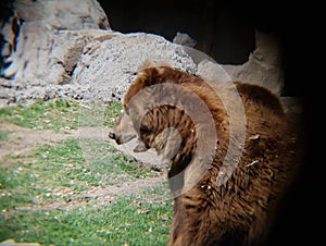 brown bear in a zoo