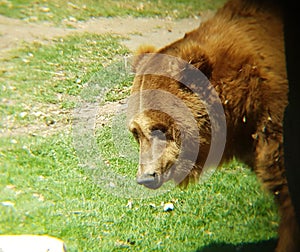 brown bear in a zoo