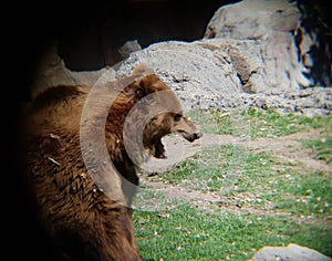 brown bear in a zoo