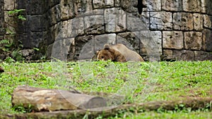 Brown bear at the zoo