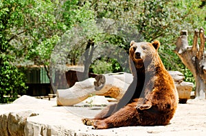 Brown bear in zoo