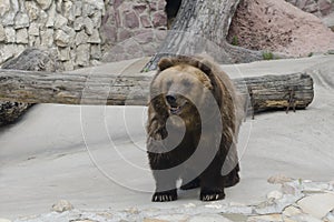 Brown bear in a zoo
