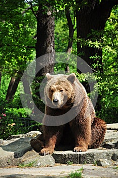 Hnědý medvěd na zoologická zahrada 