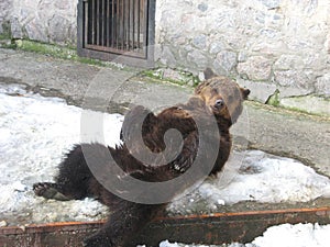 Brown bear in zoo