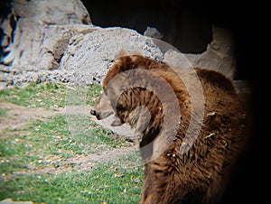 brown bear in a zoo photo