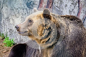 A brown bear in the zoo is looking ahead