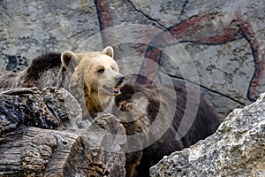 Medvěd hnědý v zoo s otevřenou tlamou